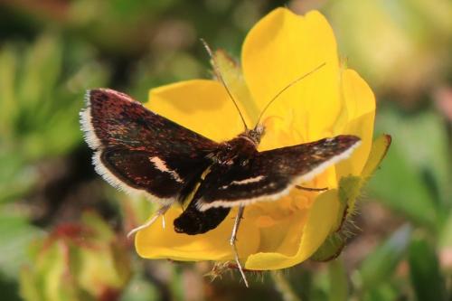 Pyrausta obfuscata